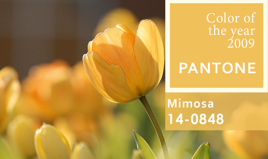 I've Been Finding Matches For Pantone Colors Of The Year Since 2000 To Inspire People To Use More Color In Their Lives I've Been Finding Matches For Pantone Colors Of The Year Since 2000 To Inspire People To Use More Color In Their Lives