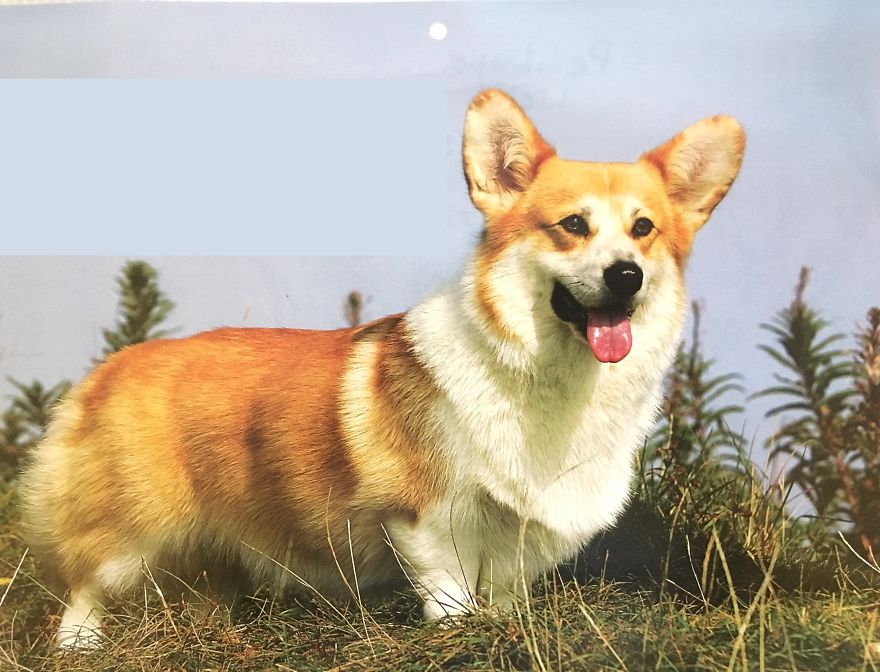 I Make Exclusive, Life-Like Portraits Of Pets And Here Is The Progress