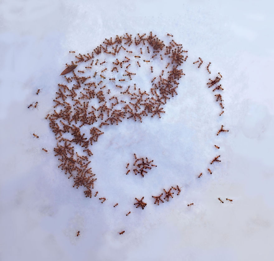 I 'Pay' Ants In Sugar To Help Me Finish My Animal Paintings (12 Pics)