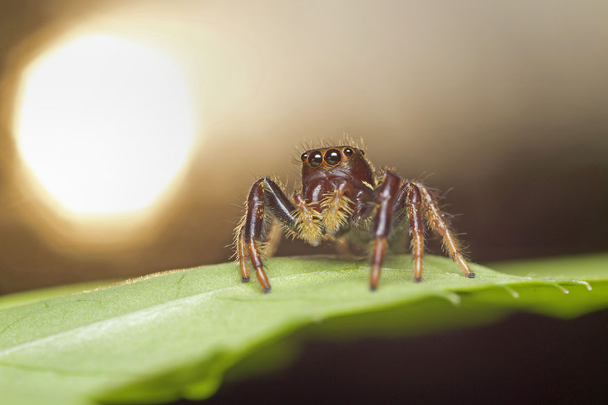 I Wake Up At The Crack Of Dawn To Photograph Insects And Spiders Waking Up With The Sunrise I Wake Up At The Crack Of Dawn To Photograph Insects And Spiders Waking Up With The Sunrise