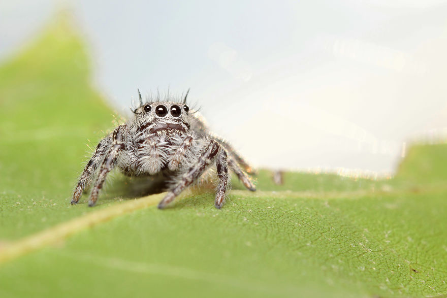 I Wake Up At The Crack Of Dawn To Photograph Insects And Spiders Waking Up With The Sunrise