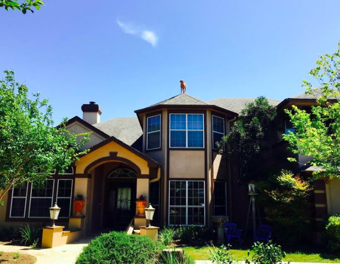 Dog Waits For His Owner To Arrive Home In A Unique Way, And It's Hilarious Dog Waits For His Owner To Arrive Home In A Unique Way, And It's Hilarious