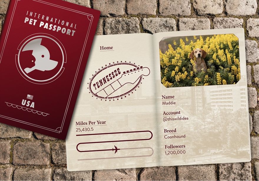 The Jet Set Pets Of Instagram - Who Travel Way More Than Us