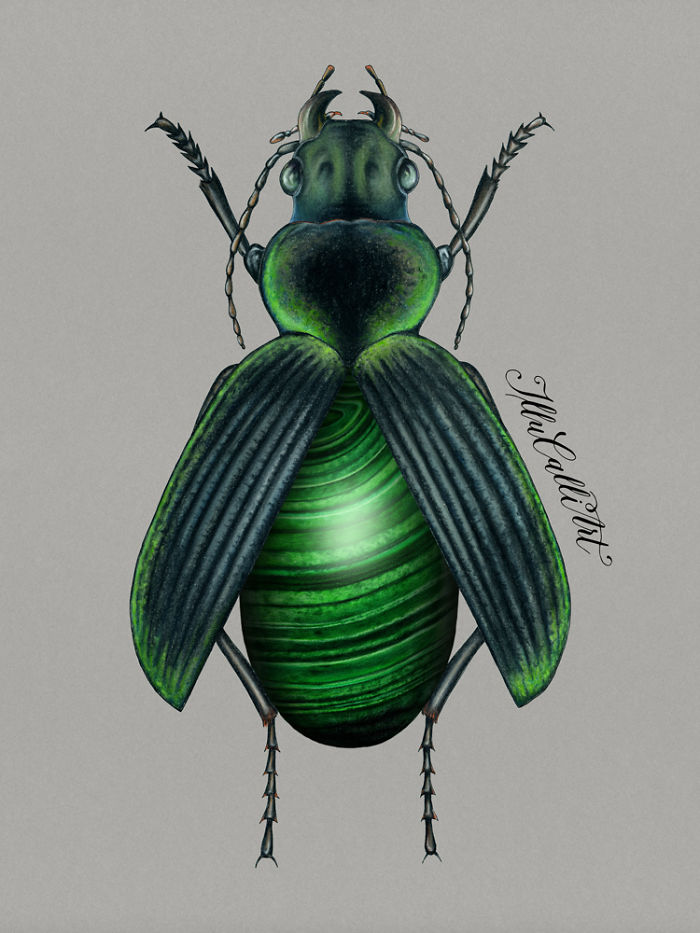 I Drew Beetles That Hide Colourful Minerals Underneath Their Shiny Wing Cases I Drew Beetles That Hide Colourful Minerals Underneath Their Shiny Wing Cases