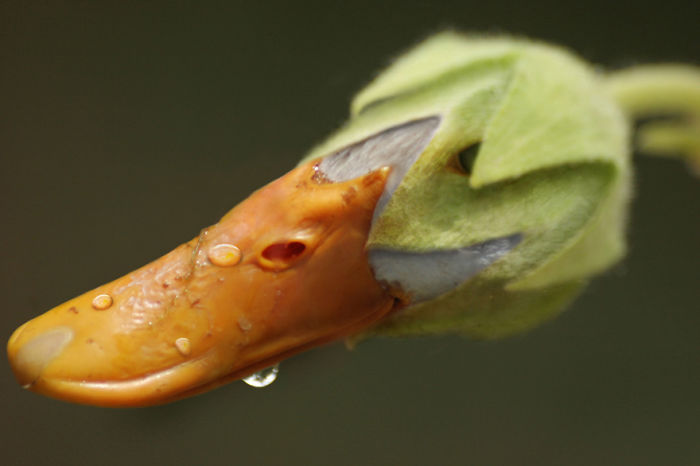 Animals Photoshopped Into Plants