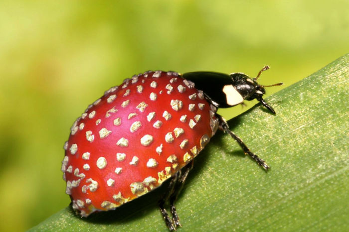 Animals Photoshopped Into Plants