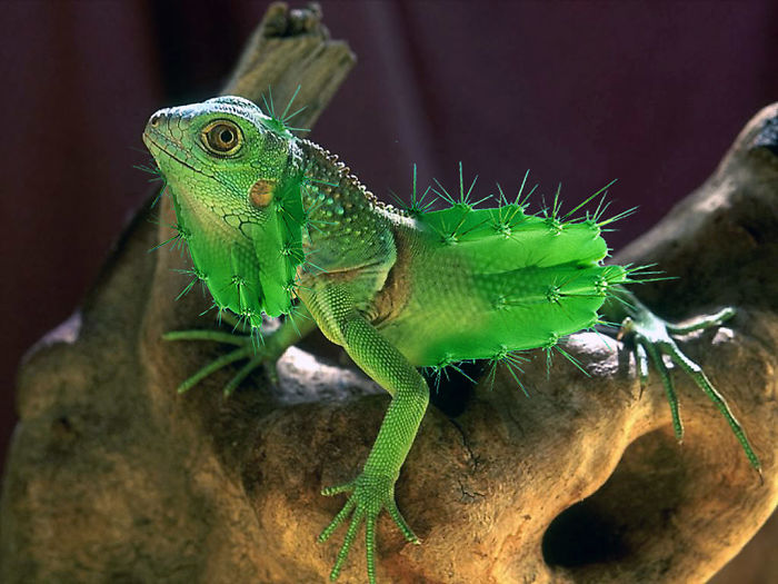 Animals Photoshopped Into Plants