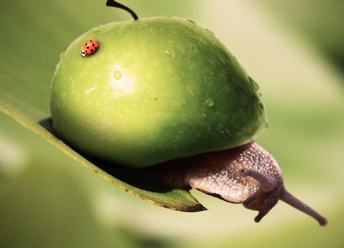 Animals Photoshopped Into Plants