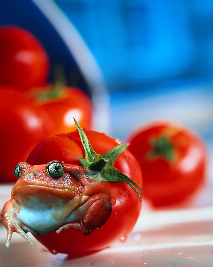 Animals Photoshopped Into Plants