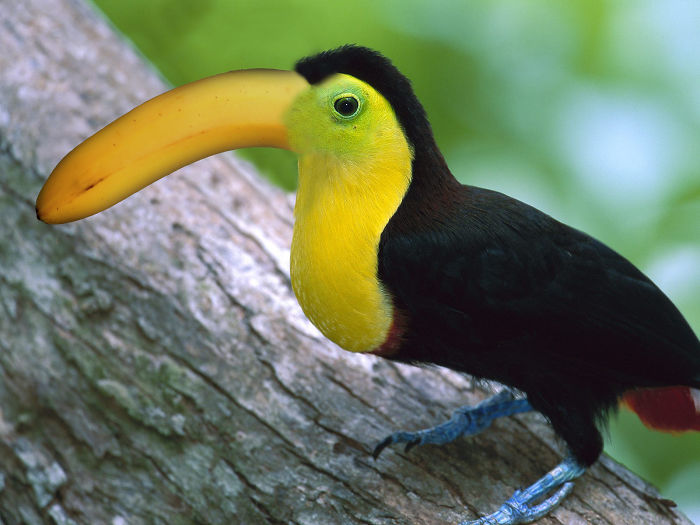 Animals Photoshopped Into Plants