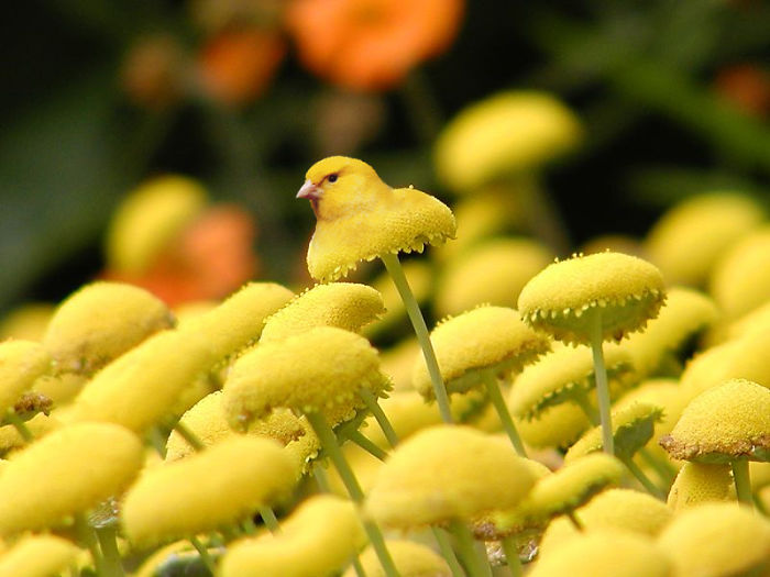 Animals Photoshopped Into Plants