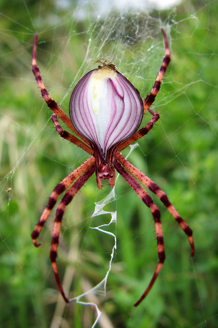 Animals Photoshopped Into Plants