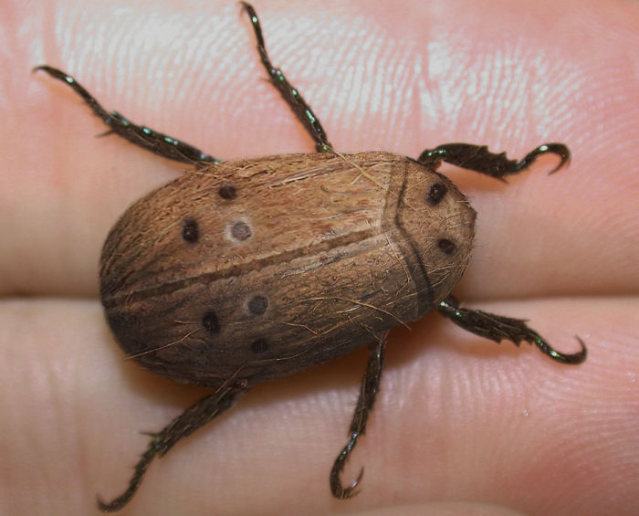 Animals Photoshopped Into Plants