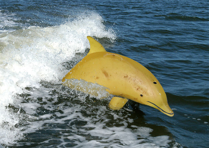 Animals Photoshopped Into Plants