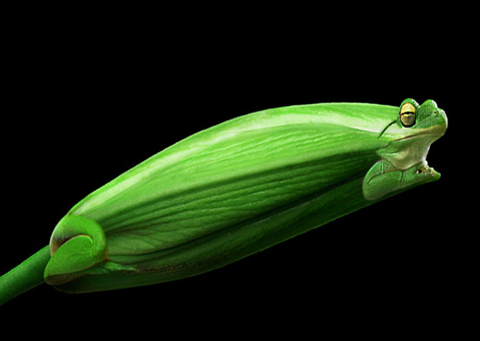 Animals Photoshopped Into Plants