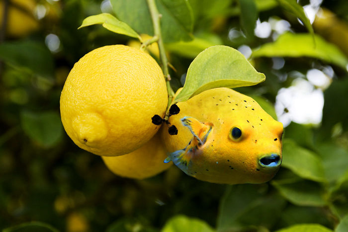 Animals Photoshopped Into Plants