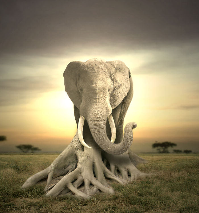 Animals Photoshopped Into Plants