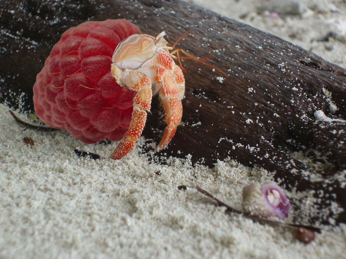 Animals Photoshopped Into Plants