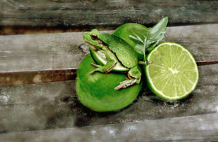 Animals Photoshopped Into Plants