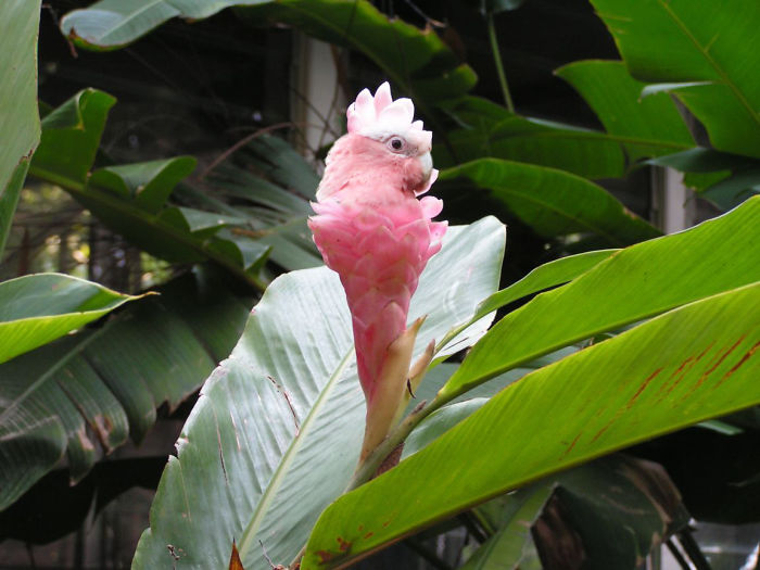 Animals Photoshopped Into Plants