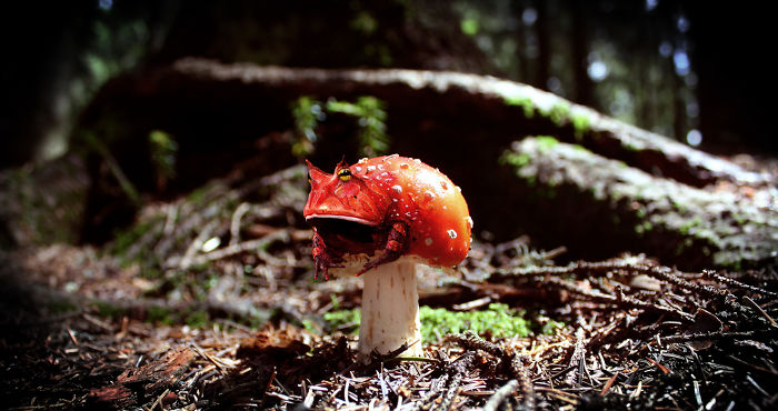 Animals Photoshopped Into Plants