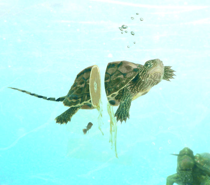 Animals Photoshopped Into Plants