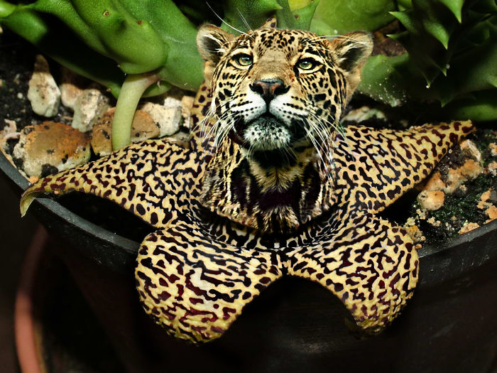 Animals Photoshopped Into Plants