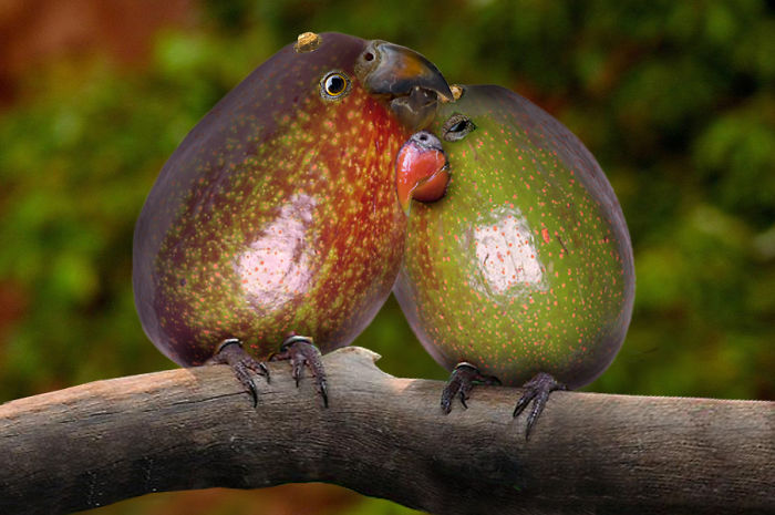 Animals Photoshopped Into Plants