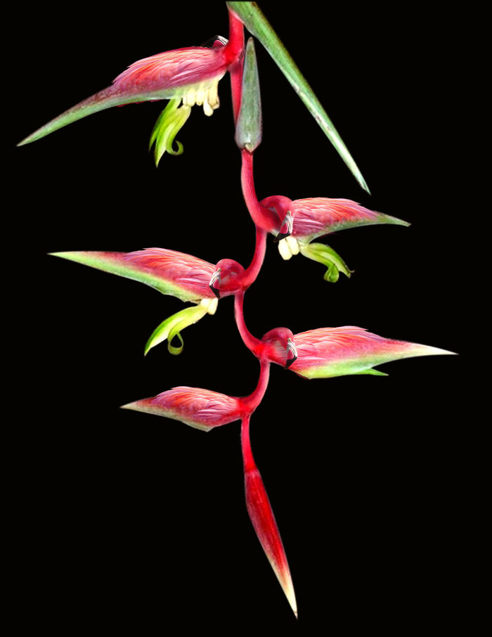 Animals Photoshopped Into Plants