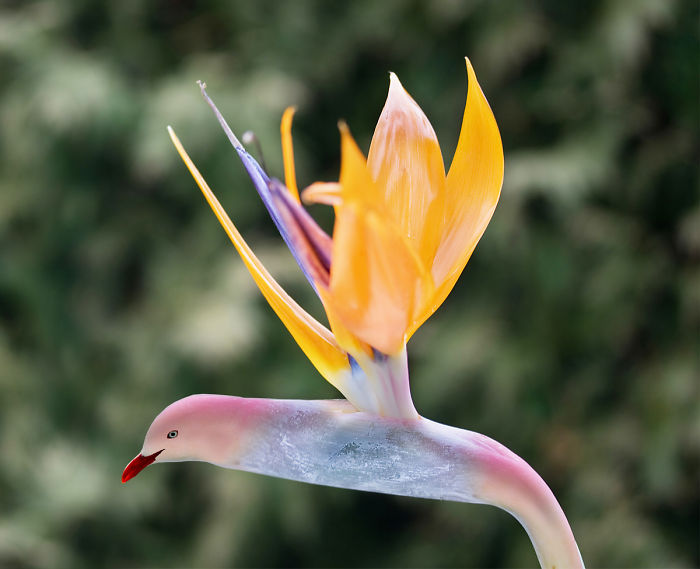 Animals Photoshopped Into Plants