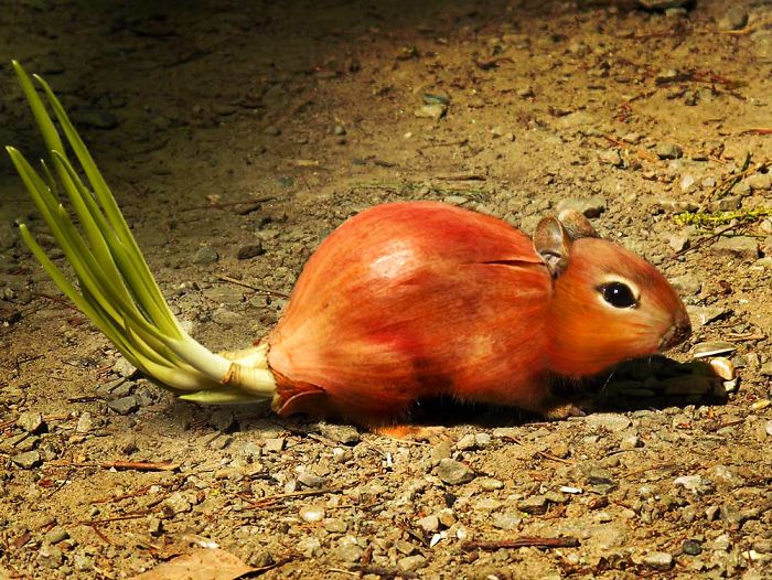 Animals Photoshopped Into Plants