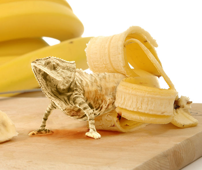 Animals Photoshopped Into Plants