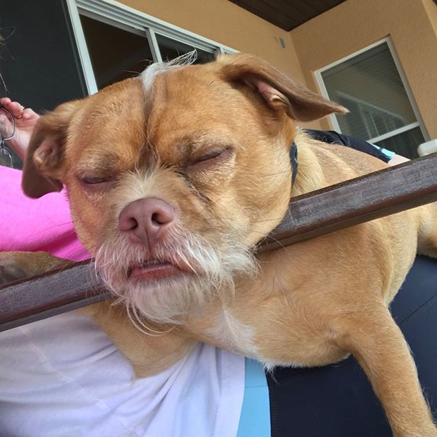 This Cannot Be Comfortable But Hey Naps Are Life