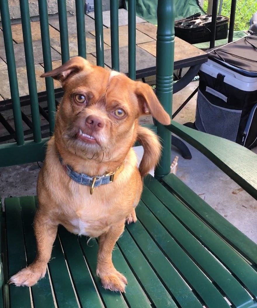 Trying To Relax In My Rocking Chair But I Have To Keep My Eyes Open For Potential Lizard Hunting