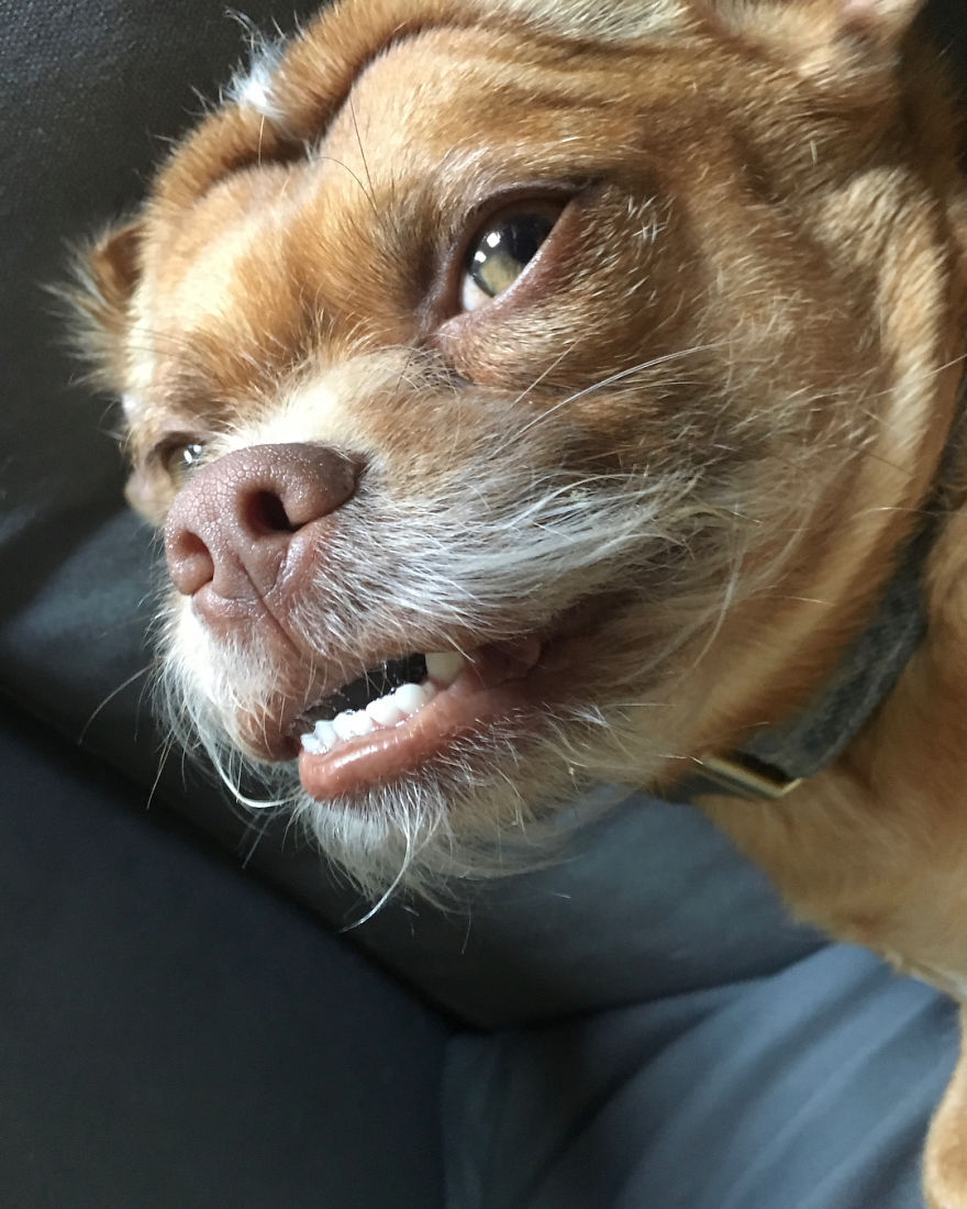 Is It Possible To Look Majestic While Rocking Severe Forehead Wrinkles And Drool Bubbles? Yes, Yes It Is