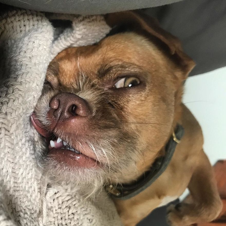 Mondays After A Holiday Weekend Are Extra Ruff