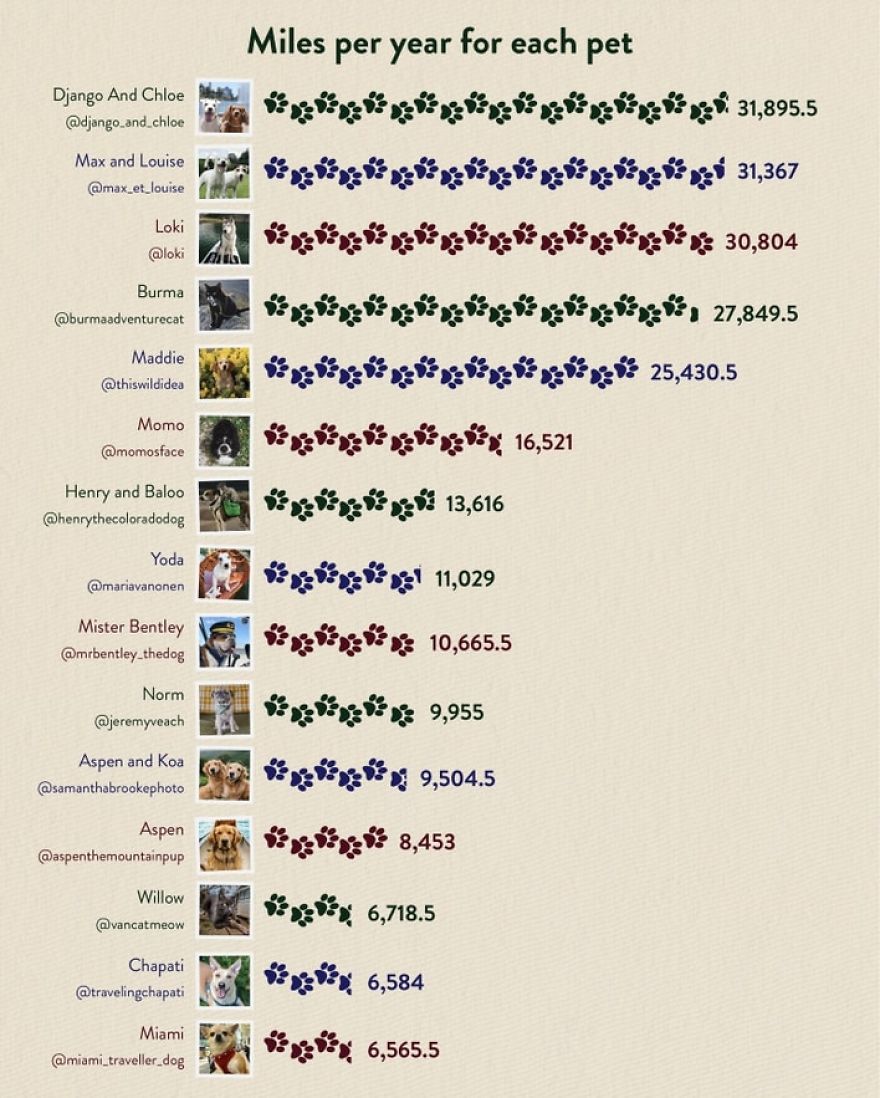 The Jet Set Pets Of Instagram - Who Travel Way More Than Us