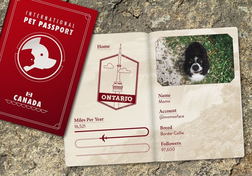 The Jet Set Pets Of Instagram - Who Travel Way More Than Us