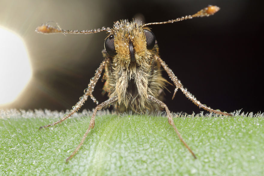 I Wake Up At The Crack Of Dawn To Photograph Insects And Spiders Waking Up With The Sunrise I Wake Up At The Crack Of Dawn To Photograph Insects And Spiders Waking Up With The Sunrise