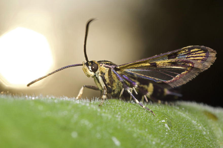 I Wake Up At The Crack Of Dawn To Photograph Insects And Spiders Waking Up With The Sunrise