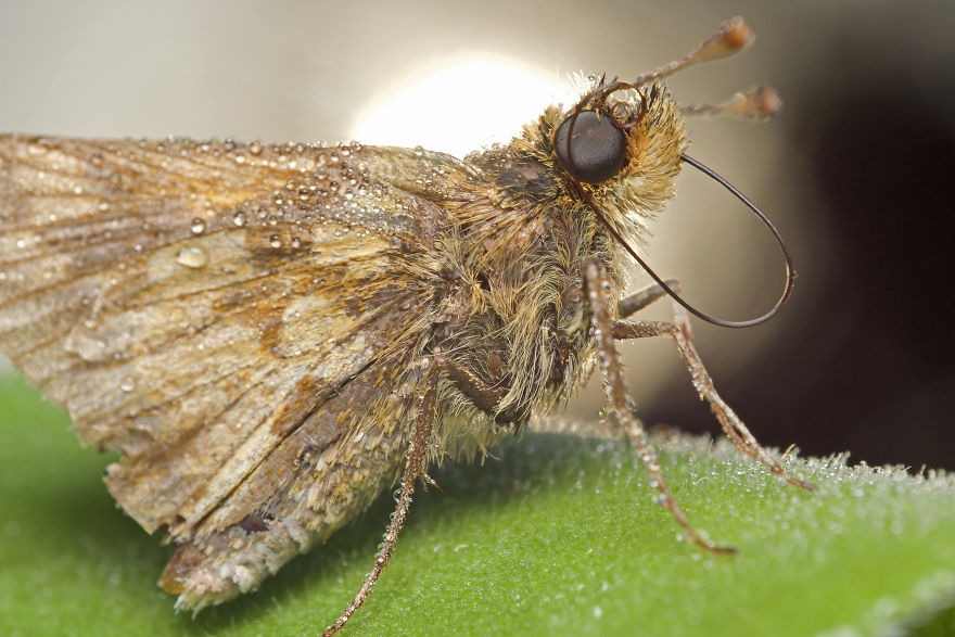 I Wake Up At The Crack Of Dawn To Photograph Insects And Spiders Waking Up With The Sunrise I Wake Up At The Crack Of Dawn To Photograph Insects And Spiders Waking Up With The Sunrise