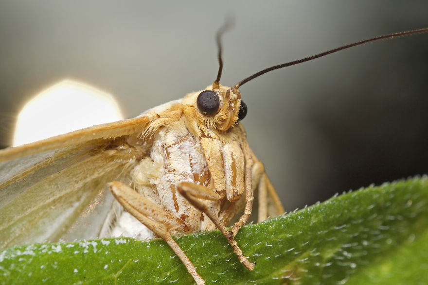 I Wake Up At The Crack Of Dawn To Photograph Insects And Spiders Waking Up With The Sunrise I Wake Up At The Crack Of Dawn To Photograph Insects And Spiders Waking Up With The Sunrise