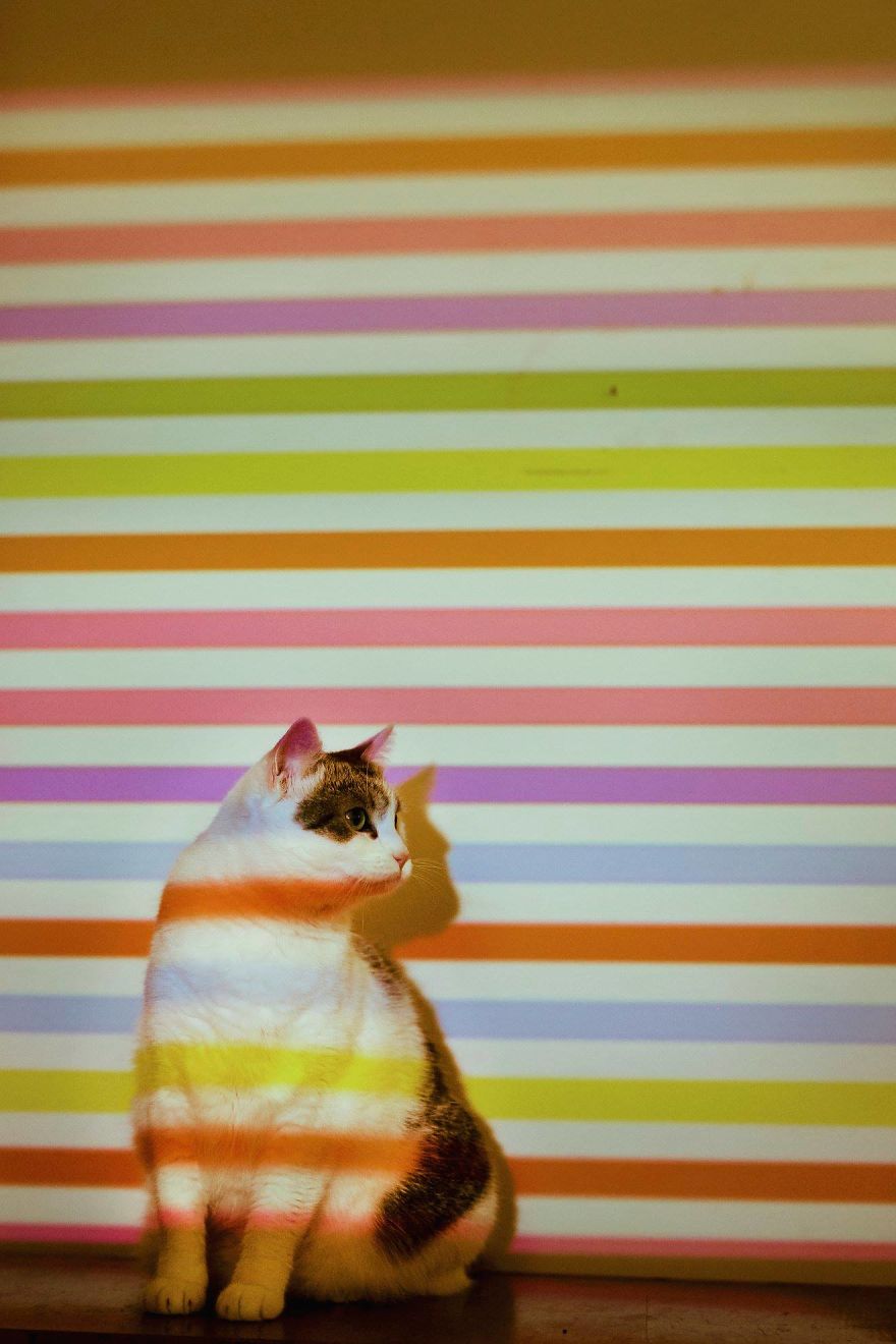 My Private Cats' Models!