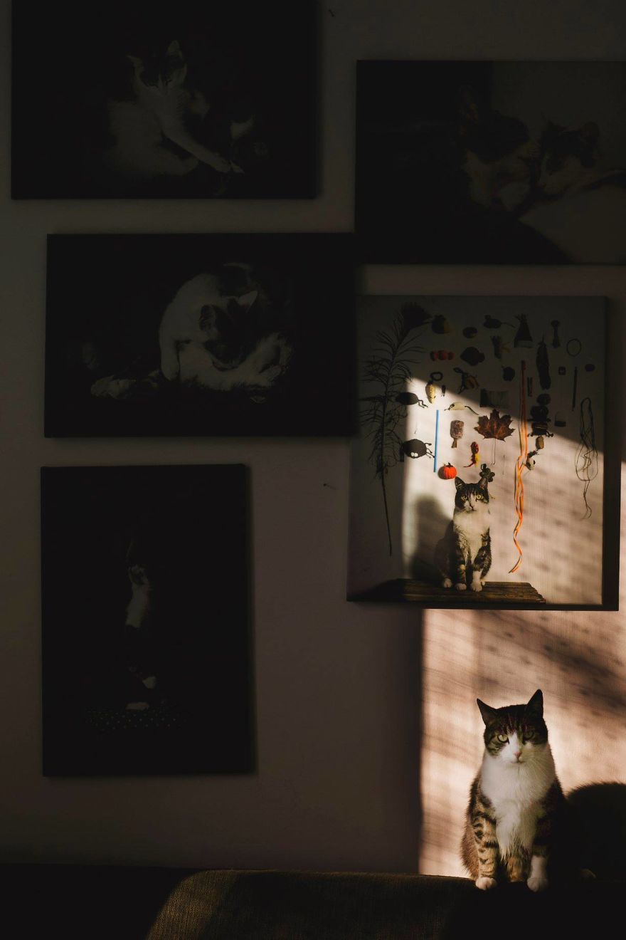 My Private Cats' Models!