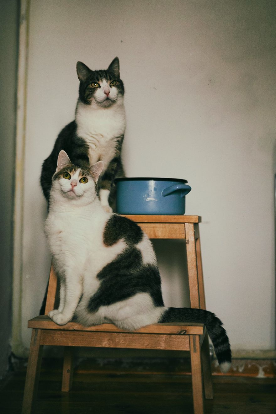 My Private Cats' Models!