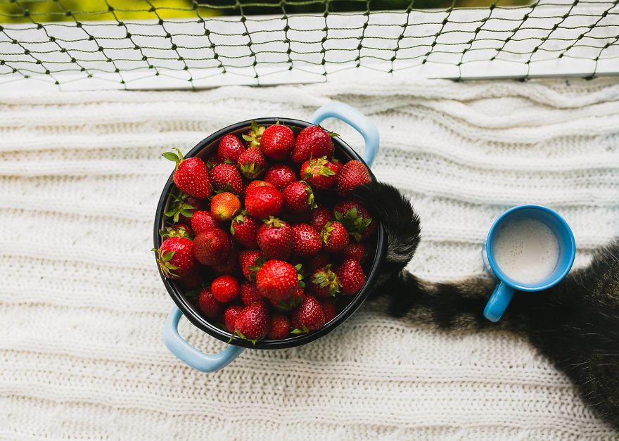 My Private Cats' Models!