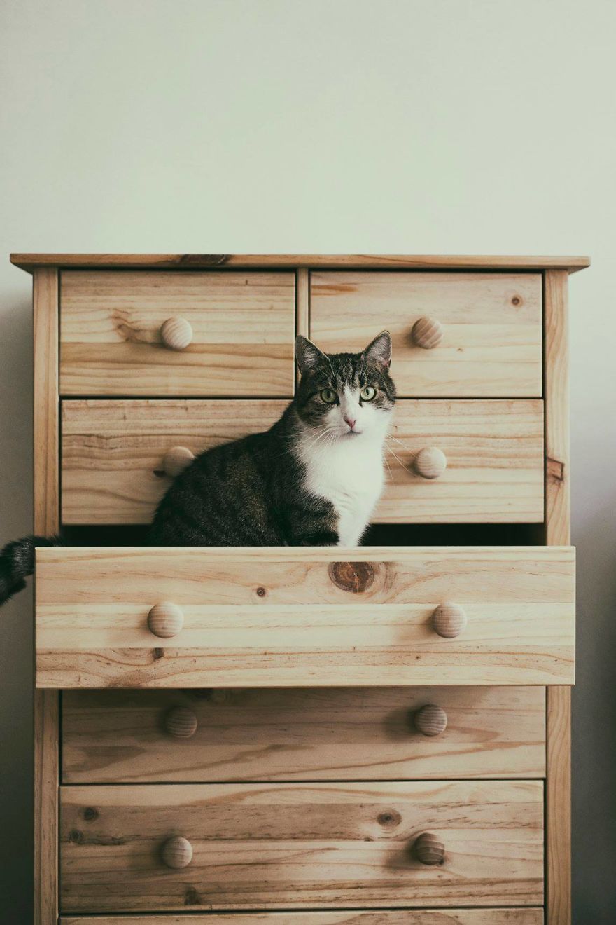 My Private Cats' Models!