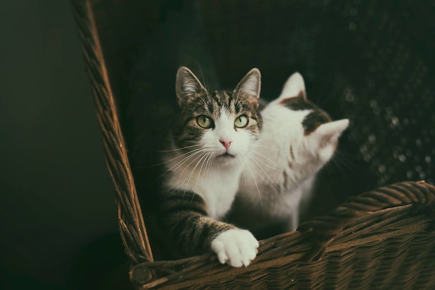 My Private Cats' Models!