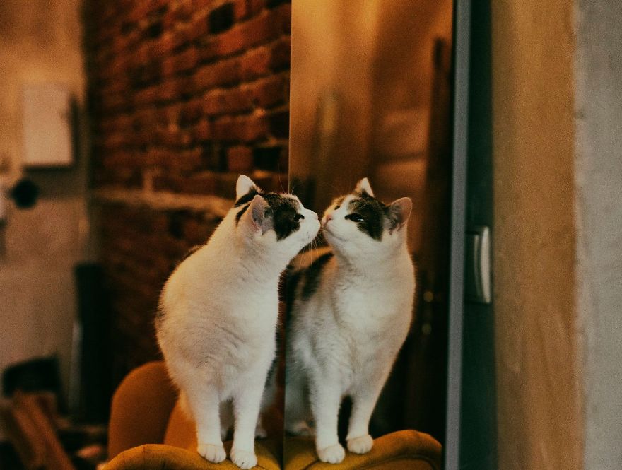 My Private Cats' Models!