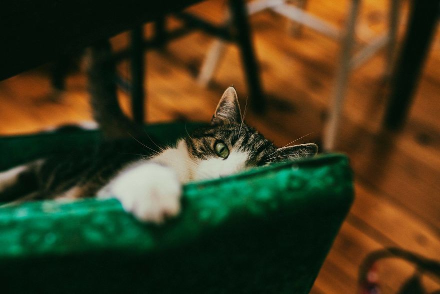 My Private Cats' Models!